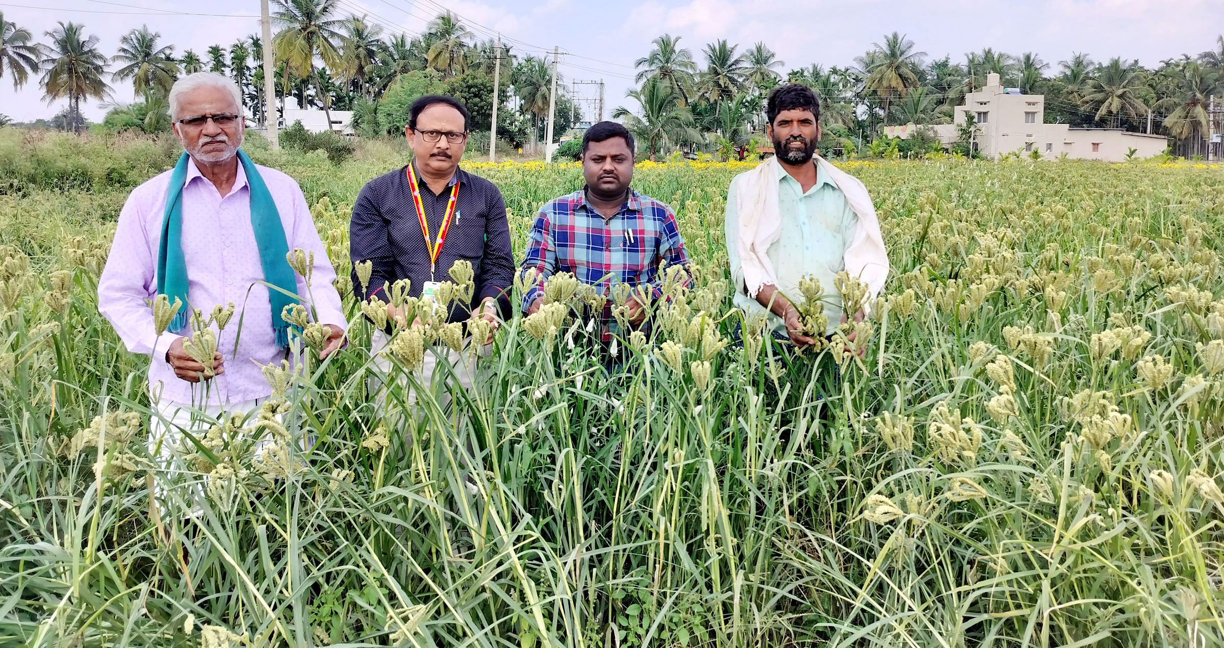 ಹೊಳಲ್ಕೆರೆ ತಾಲ್ಲೂಕಿನ ದುಮ್ಮಿಯಲ್ಲಿ ರೈತ ಲೋಕೇಶಪ್ಪ ಅವರು ಬೆಳೆದಿರುವ ಬಿಳಿ ರಾಗಿ ತೆನೆಗಳನ್ನು ವೀಕ್ಷಿಸಿದ ಅಧಿಕಾರಿ ಕೆ.ಟಿ.ಮಂಜುನಾಥ್.