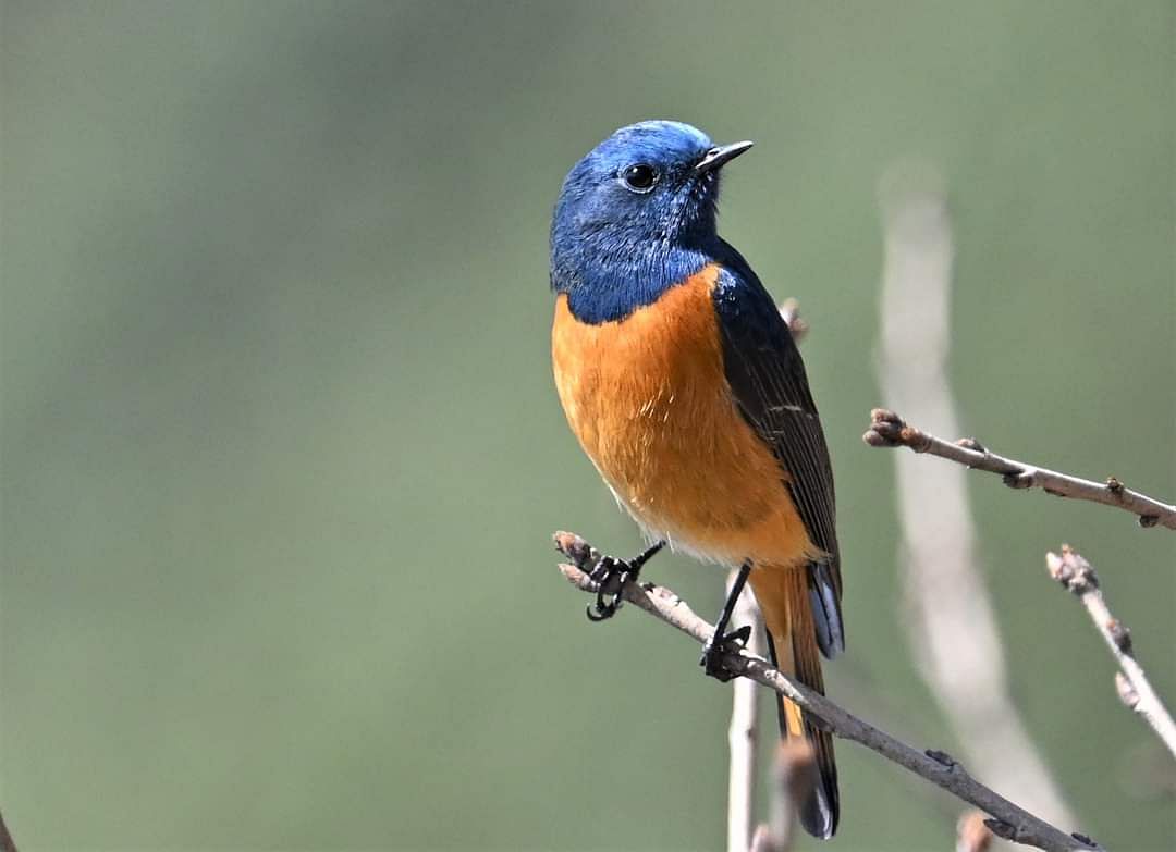 ರೆಡ್‌ಸ್ಟಾರ್ಟ್