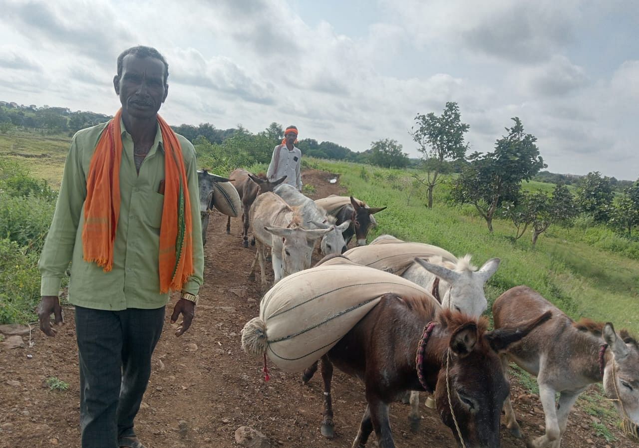 ಕಮಲನಗರದ ಮಹಾದೇವ ವೈಜನಾಥ ತೇಲಂಗ್ (ಪರಿಟ) ಮತ್ತು ತುಳಸಿರಾಮ ಅವರು ಹೊಲದಲ್ಲಿ ಬೆಳೆದಿರುವ ಸೋಯಾಬೀನ್ ರಾಶಿಯನ್ನು ಕತ್ತೆಗಳ ಮೇಲೆ ಮನೆಗೆ ಸಾಗಿಸಿದರು 