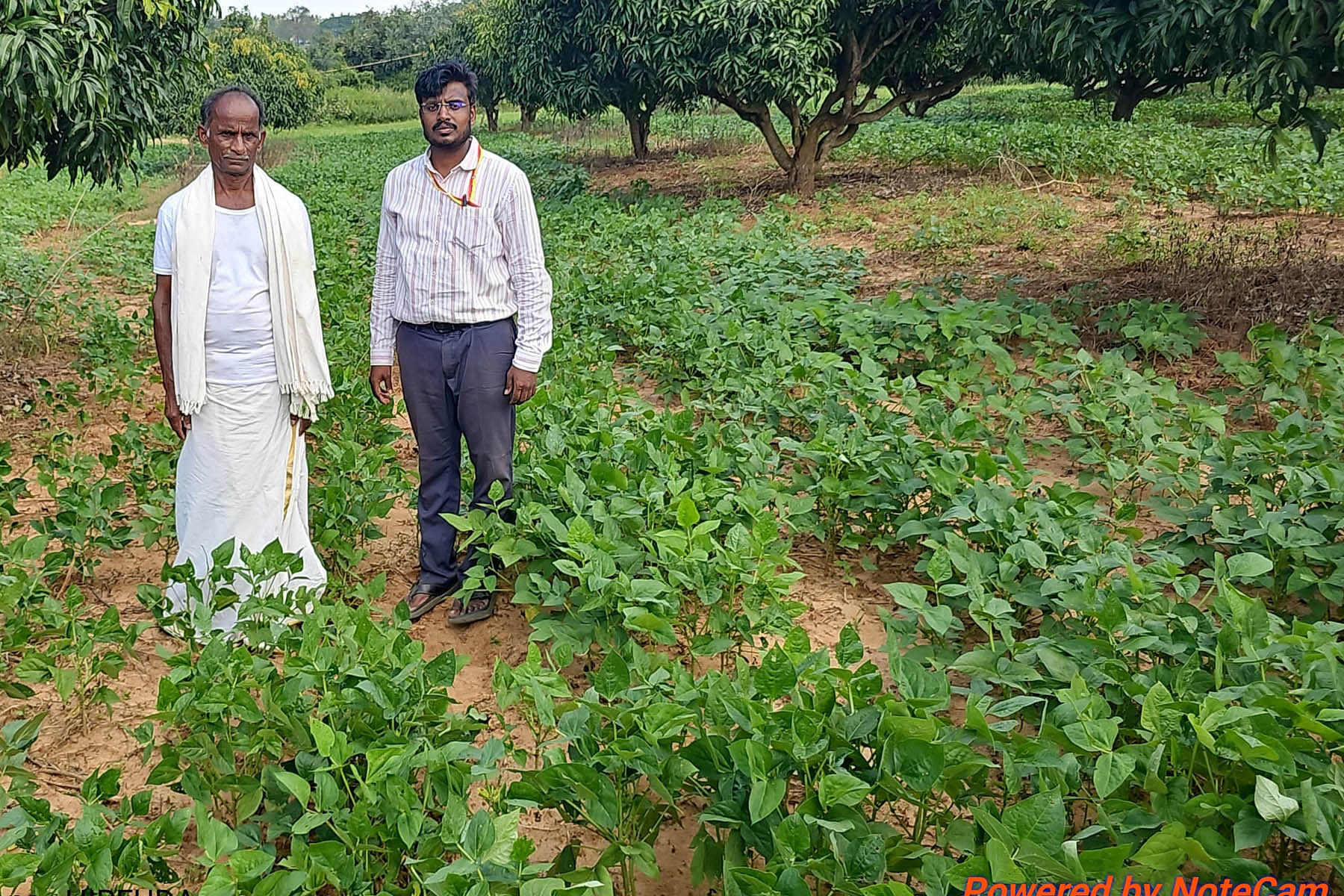 ಚನ್ನಗಿರಿ ತಾಲ್ಲೂಕಿನ ಹಿರೇಉಡ ಗೊಲ್ಲರಹಟ್ಟಿ ಗ್ರಾಮದ ಜಮೀನಿನಲ್ಲಿ ಹುಲುಸಾಗಿ ಬೆಳೆದು ನಿಂತಿರುವ ಅಲಸಂದೆ ಬೆಳೆ