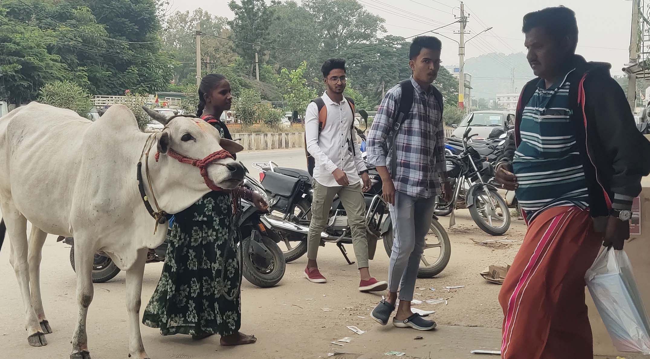 ಬಾಗೇಪಲ್ಲಿ ಮುಖ್ಯರಸ್ತೆಯಲ್ಲಿ ಬಾಲಕಿಯೊಬ್ಬರು ಹಸುವನ್ನು ತೋರಿಸಿ ಭಿಕ್ಷಾಟನೆ ಮಾಡುತ್ತಿರುವುದು