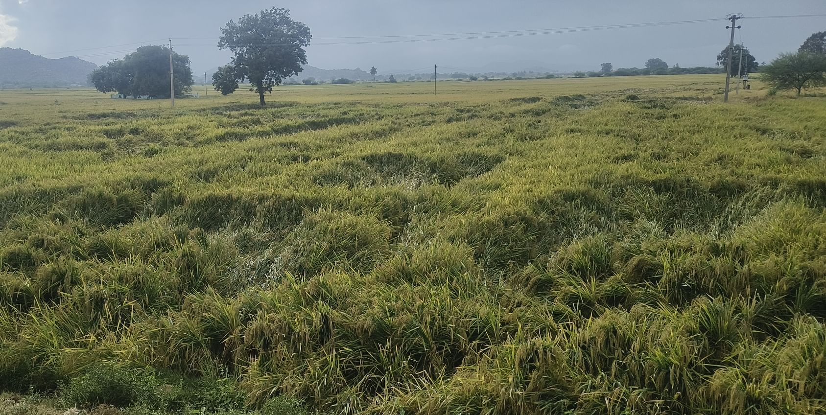 ತೆಕ್ಕಲಕೋಟೆ ಹೋಬಳಿ ವ್ಯಾಪ್ತಿಯಲ್ಲಿ ಗುರುವಾರ ಸುರಿದ ಮಳೆಗೆ ಕಟಾವಿಗೆ ಬಂದಿದ್ದ ಭತ್ತದ ಬೆಳೆ ನೆಲಕಚ್ಚಿರುವುದು