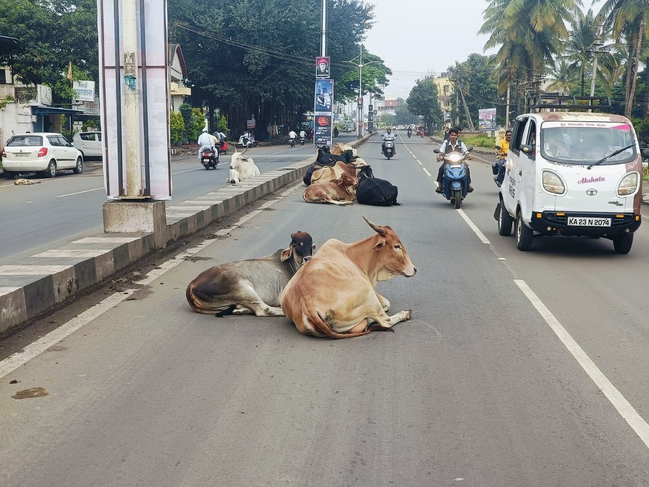 <div class="paragraphs"><p>ಚಿಕ್ಕೋಡಿ ಪಟ್ಟಣದ ನಿಪ್ಪಾಣಿ– ಮುಧೋಳ ರಾಜ್ಯ ಹೆದ್ದಾರಿಯಲ್ಲಿ ಮಲಗಿದ ಬಿಡಾಡಿ ದನಗಳು</p></div>