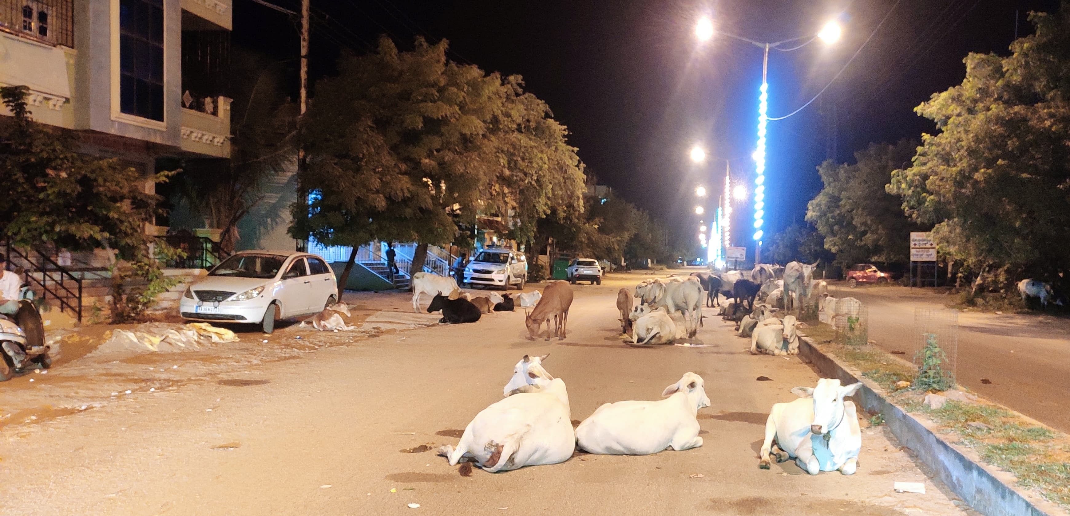 ದೇವದುರ್ಗ ಪಟ್ಟಣದ ಕೆಇಬಿ ಕಾಲೊನಿ ಹತ್ತಿರ ಮುಖ್ಯರಸ್ತೆ ಮೇಲೆ ಮಲಗಿರುವ ಬಿಡಾಡಿ ದನಗಳು