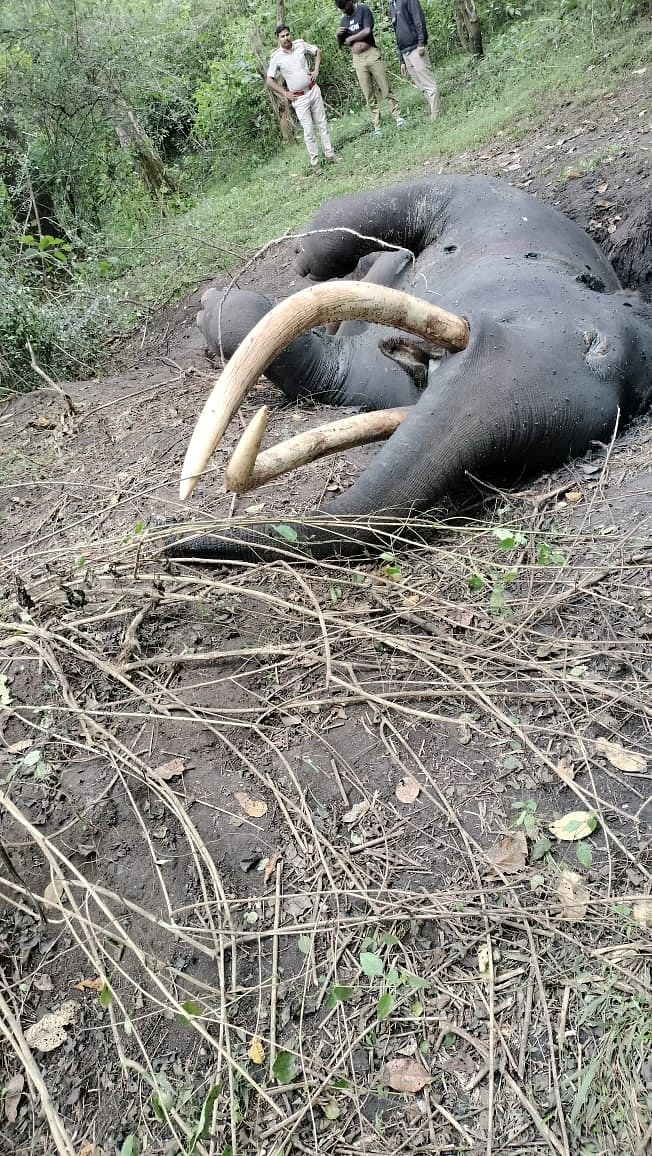 ಮೃತಪಟ್ಟಿರುವ ಕಾಡಾನೆ