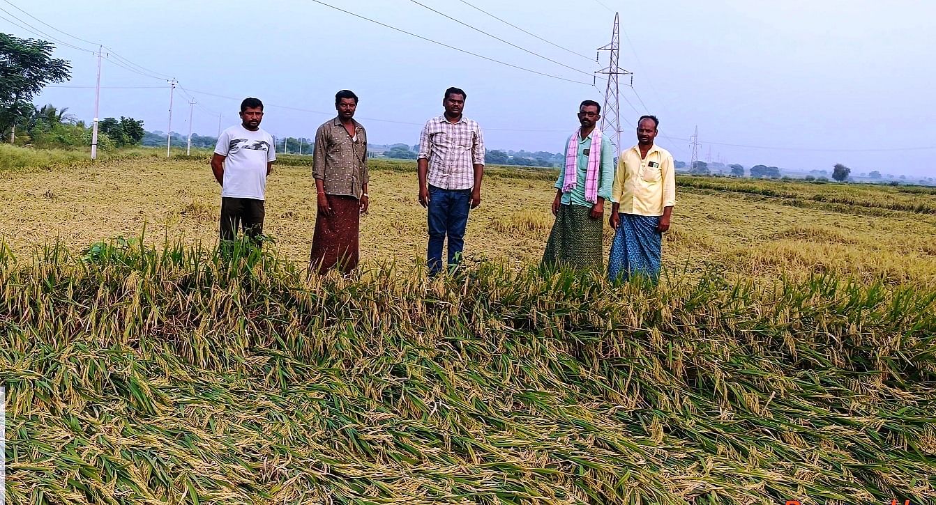 ಹಳೆಮಾದಾಪುರ ಗ್ರಾಮದಲ್ಲಿ ಅಕಾಲಿಕ ಮಳೆಗೆ ನೆಲ ಕಚ್ಚಿದ ಭತ್ತದ ಜಮೀನುಗಳಿಗೆ ಕೃಷಿ ಅಧಿಕಾರಿಗಳು ಶನಿವಾರ ಭೇಟಿ ನೀಡಿ ಪರಿಶೀಲನೆ ನಡೆಸಿದರು