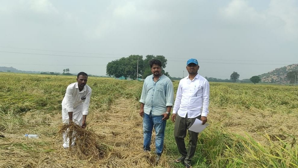 ತೆಕ್ಕಲಕೋಟೆ ಹೋಬಳಿ ವ್ಯಾಪ್ತಿಯಲ್ಲಿ ಅಕಾಲಿಕ ಮಳೆಯಿಂದಾಗಿ ನಷ್ಟ ಹೊಂದಿದ ಭತ್ತದ ಗದ್ದೆಗಳಿಗೆ ಅಧಿಕಾರಿಗಳು ಭೇಟಿ ನೀಡಿ ಪರಿಶೀಲನೆ ನಡೆಸಿದರು