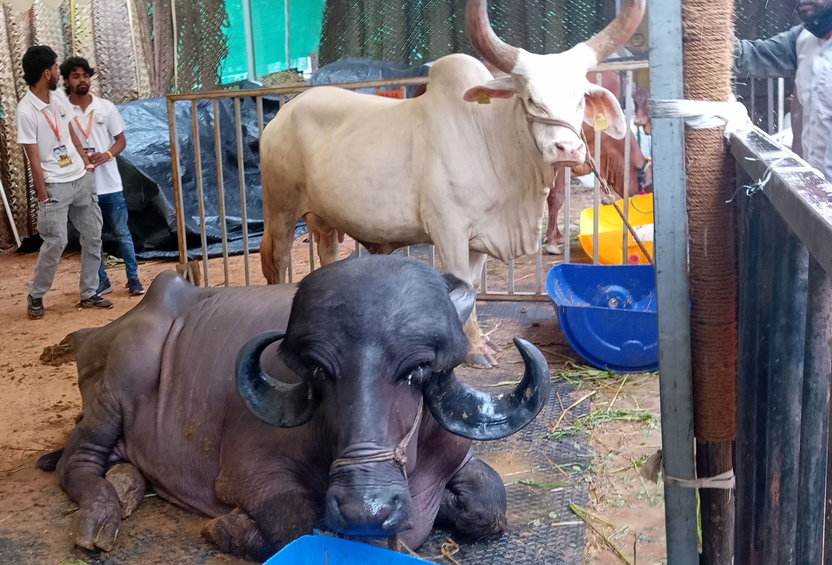 ಜಾಫರಾಬಾದಿ ತಳಿಯ ಎಮ್ಮೆ