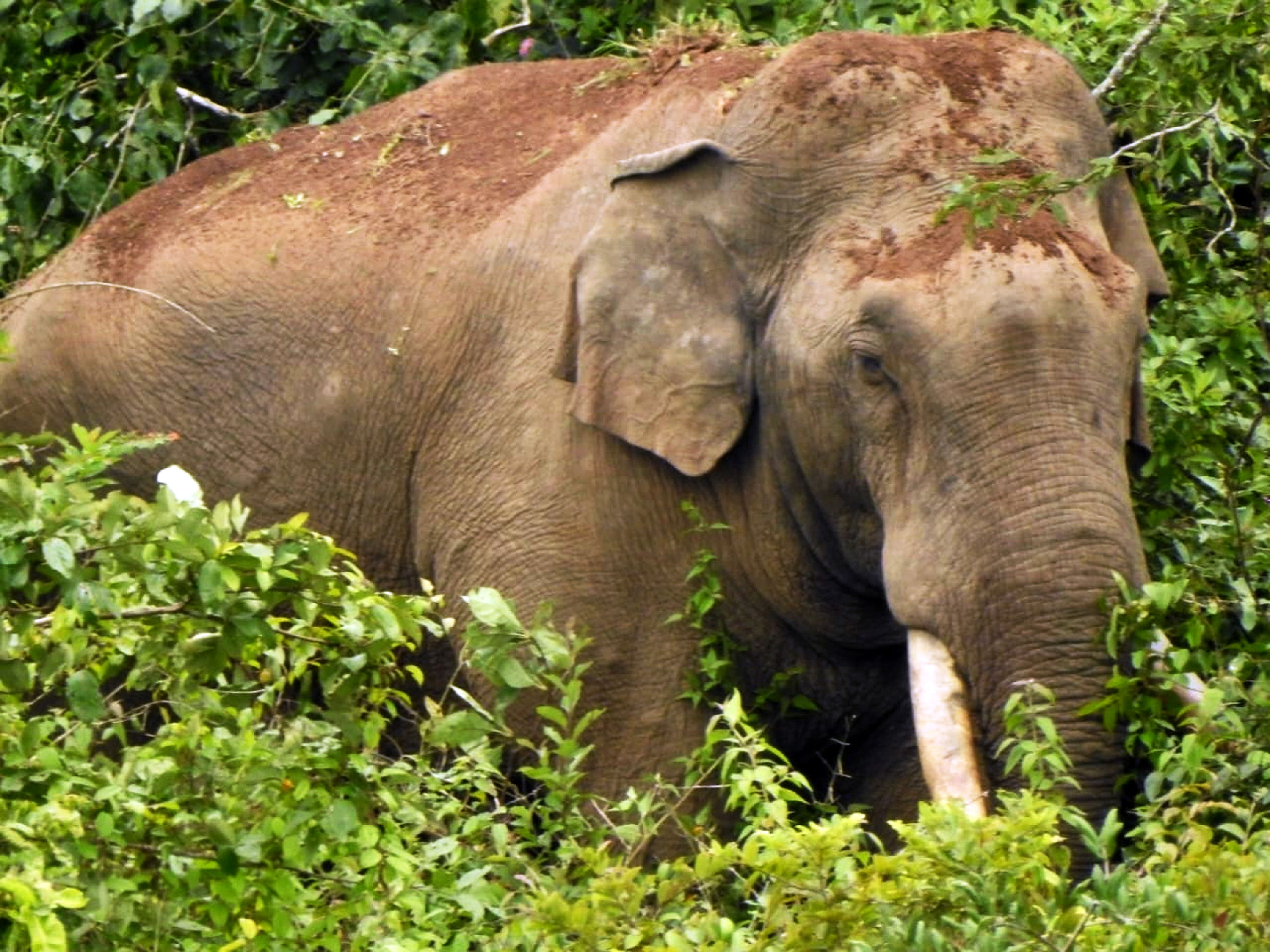 ಕಾಡಾನೆ– ಸಾಂದರ್ಭಿಕ ಚಿತ್ರ