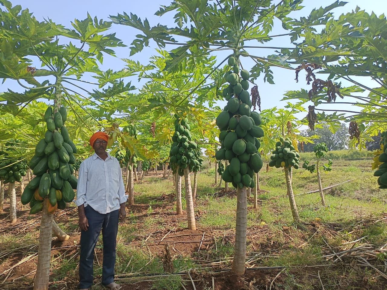 ಖಟಕಚಿಂಚೋಳಿ ಸಮೀಪದ ಸುಲ್ತಾನಬಾದ್ ಗ್ರಾಮದ ರೈತ ರಮೇಶ ರಂಜೇರಿ ಹೊಲದಲ್ಲಿ ಬೆಳೆದ ಪಪ್ಪಾಯಿ