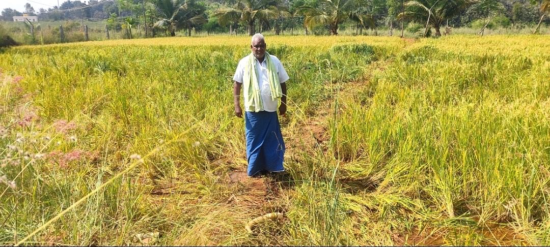 ಬೆಳಕವಾಡಿ ಸಮೀಪದ ಹೊಸಹಳ್ಳಿ ಜಮೀನಿನಲ್ಲಿ ಕಾಡಾನೆ ದಾಳಿ ನಡೆಸಿ ಭತ್ತವನ್ನು ನಾಶ ಮಾಡಿರುವುದು