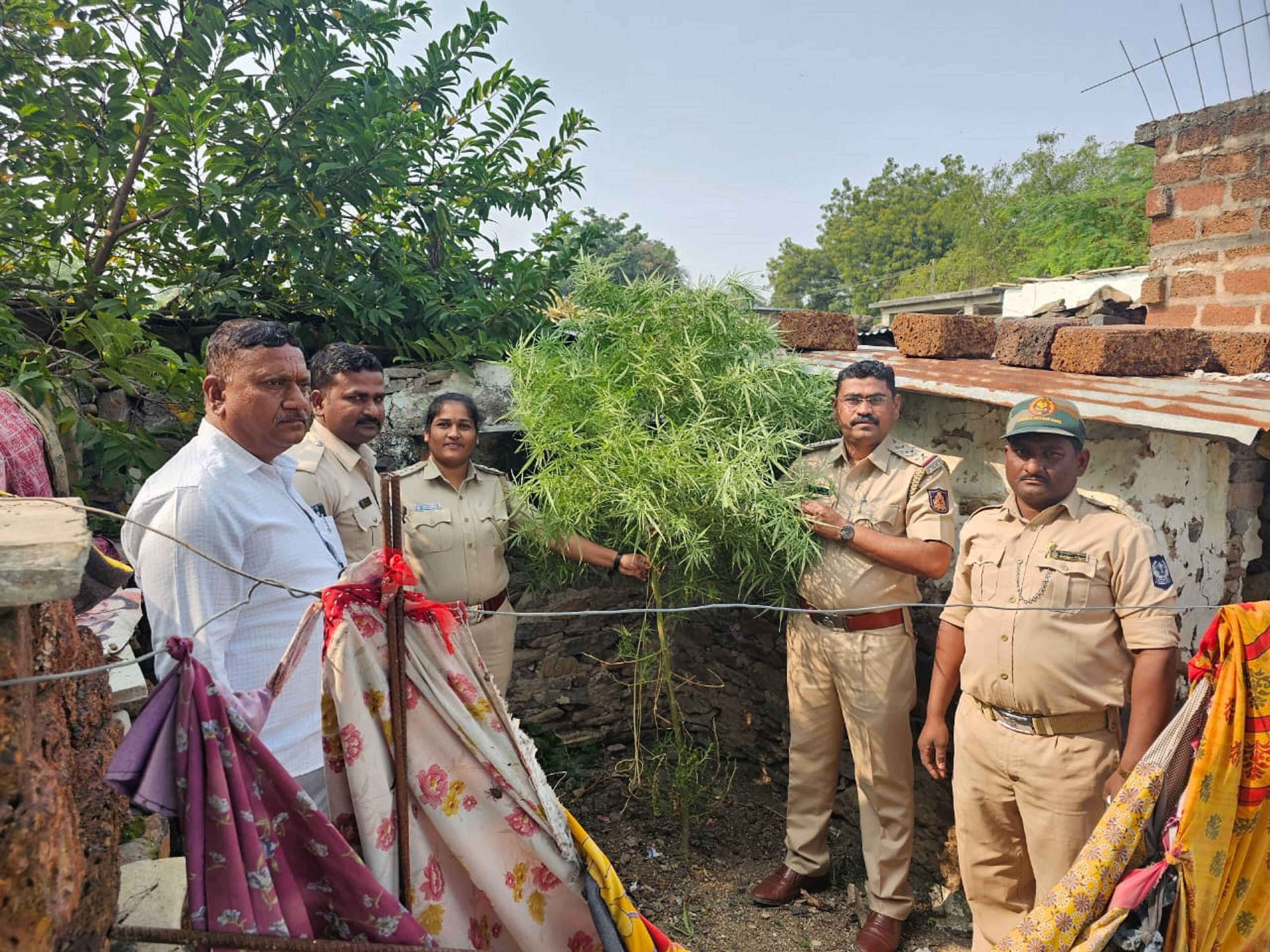 ಕಮಲಾಪುರ ತಾಲ್ಲೂಕಿನ ಯಂಕಚ್ಚಿ ಗ್ರಾಮದ ಮನೆ ಪಕ್ಕದ ತಿಪ್ಪೆಯಲ್ಲಿ ಗಾಂಜಾ ಗಿಡ ಬೆಳೆಸಿದ್ದನ್ನು ಮಹಾಗಾಂವ್ ಠಾಣೆಯ ಪೊಲೀಸರು ಪತ್ತೆ ಹಚ್ಚಿರುವುದು