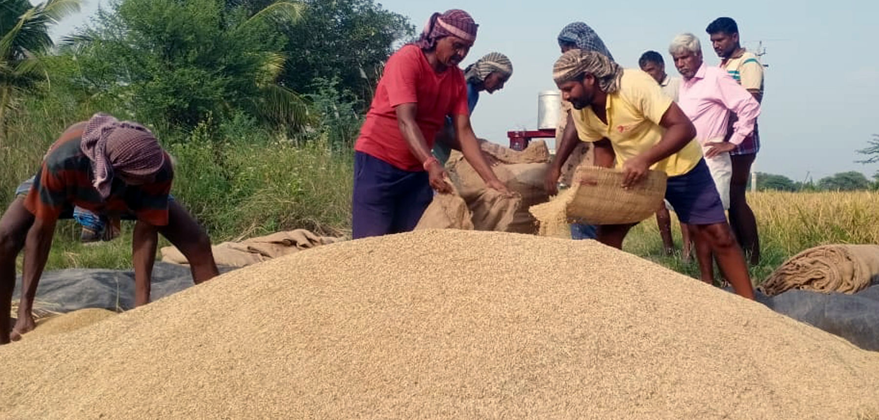 ಯಳಂದೂರು ತಾಲ್ಲೂಕಿನ ಭತ್ತದ ಸುಗ್ಗಿಯಲ್ಲಿ ತೊಡಗಿರುವ ರೈತರು