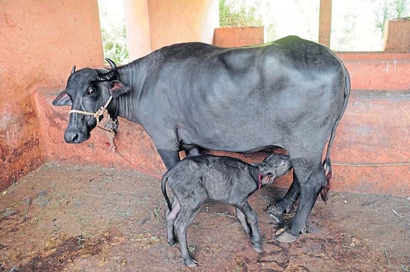 ಜಾನುವಾರುಗಳ ಮಧುಮೇಹ