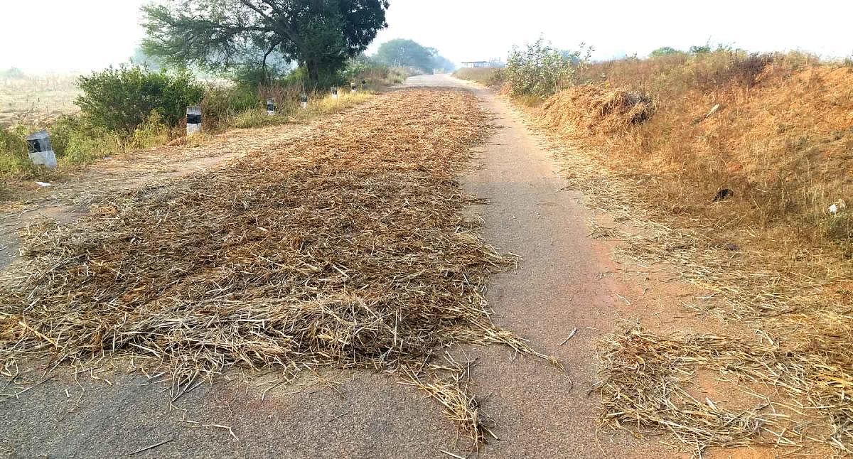 ಬುಳ್ಳಹಳ್ಳಿ ಸಮೀಪದಲ್ಲಿ ರಸ್ತೆಯಲ್ಲೆ ರಾಗಿ ಒಕ್ಕಣೆ ಮಾಡಲು ಹಾಕಿರುವ ರಾಗಿಬೆಳೆ