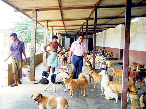 ಶ್ವಾನಗಳ ಜೊತೆ ಸುಂದರಂ ರೆಡ್ಡಿ