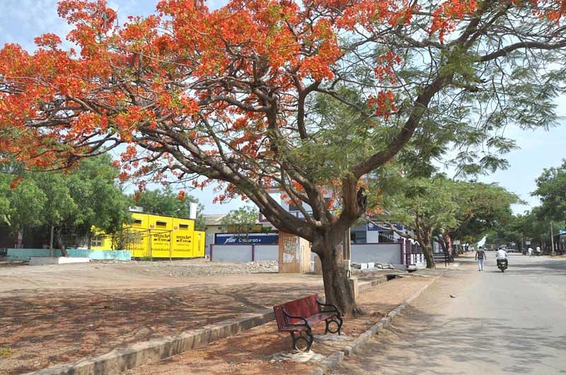 ಗದುಗಿನ ಎಪಿಎಂಸಿ ಆವರಣದಲ್ಲಿ ಜನರ ವಿಶ್ರಾಂತಿಗಾಗಿ ಮರಗಳ ಕೆಳಗೆ ಬೆಂಚುಗಳನ್ನು ಅಳವಡಿಸಿರುವುದು