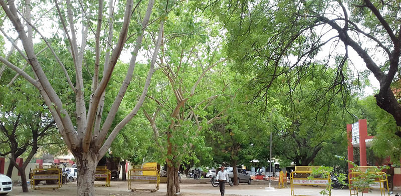 ಶಹಾಪುರ ಜೆಎಂಎಫ್‌ಸಿ ನ್ಯಾಯಾಲಯದ ಆವರಣದಲ್ಲಿ ಮರಗಳ ಸಾಲು