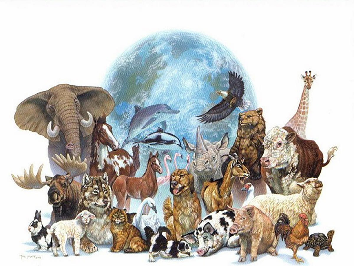 animal world