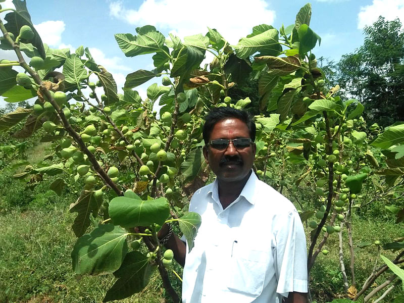 ಒಂದು ಎಕರೆ ಅಂಜೂರದ ಹೊಲದಲ್ಲಿ ಕೃಷಿಕ ವೀರಣ್ಣ