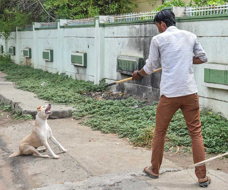 ಕಲಬುರ್ಗಿಯಲ್ಲಿ ಬೀದಿ ನಾಯಿಗಳನ್ನು ಹಿಡಿಯುತ್ತಿರುವುದು