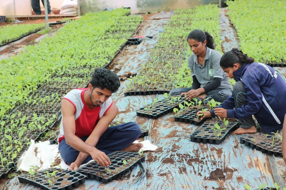 ಪ್ರೊಟ್ರೇ ನಲ್ಲಿ ಅರಿಶಿನ ಸಸಿ ಬೆಳೆಸುವ ಪ್ರಕ್ರಿಯೆ