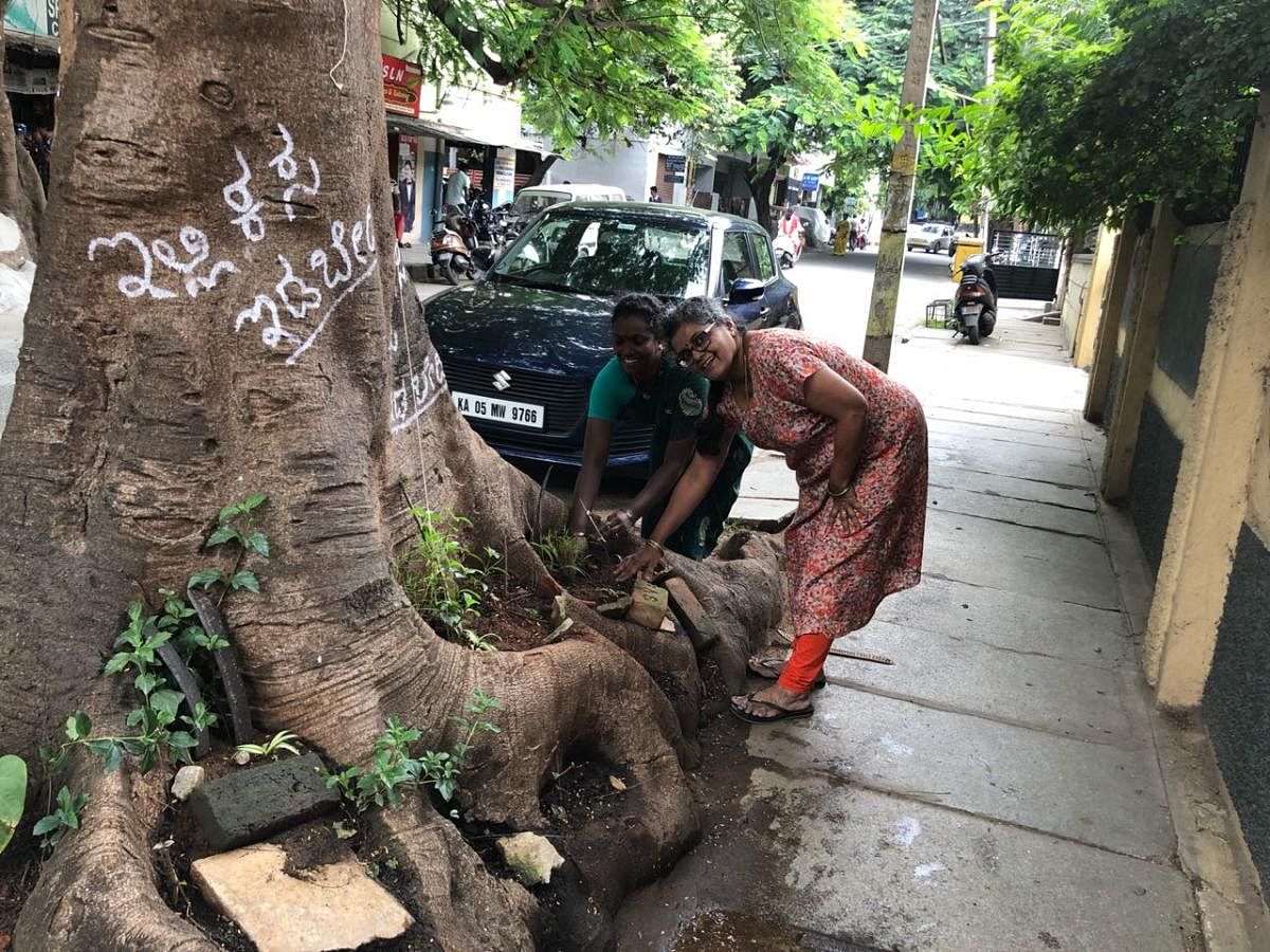 ಗುಲ್‌ಮೊಹರ್‌ ಕೆಳಗೆ ಅಲಂಕಾರಿಕ ಗಿಡಗಳ ಆರೈಕೆ ಮಾಡುತ್ತಿರುವ ಶೈಲಜಾ