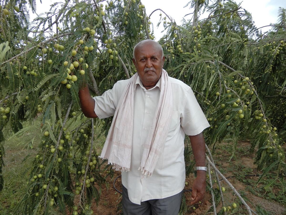 ನೆಲ್ಲಿ