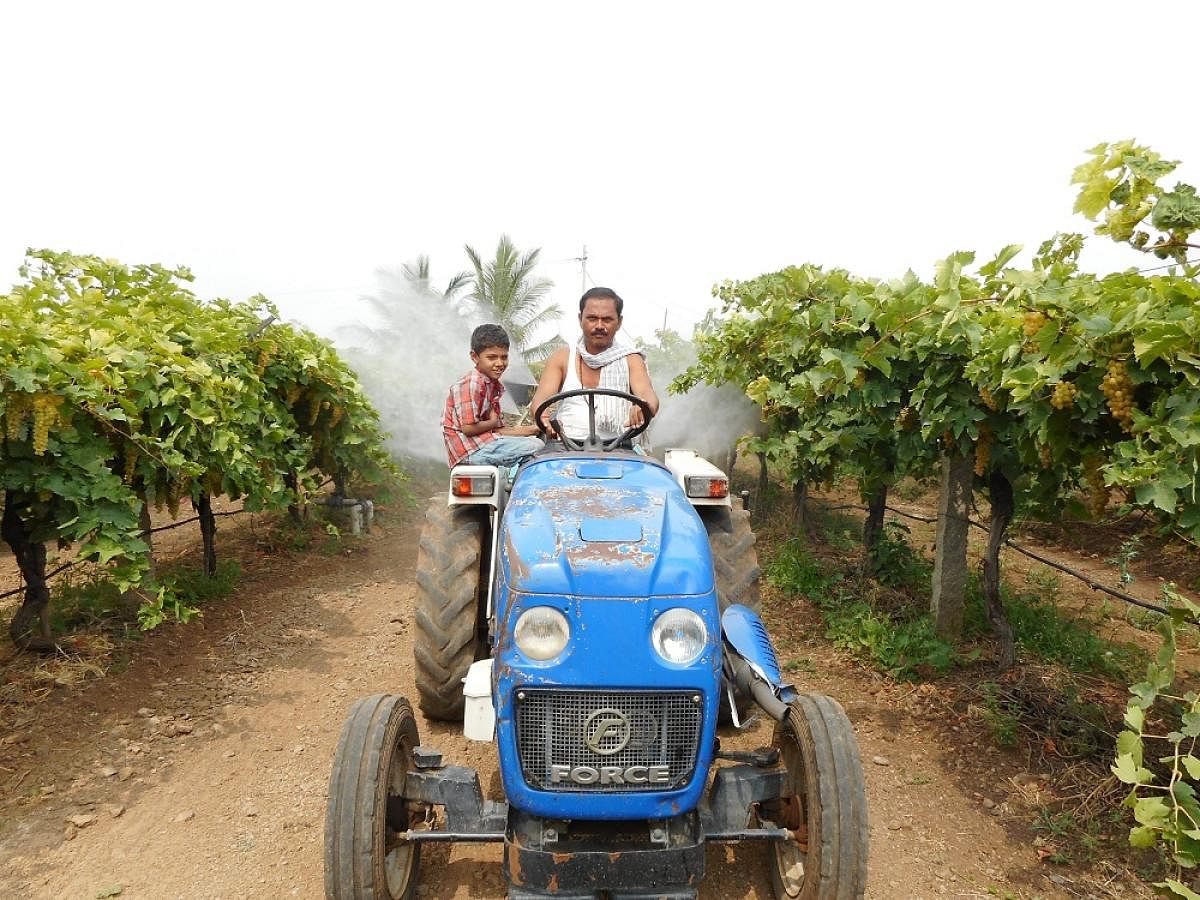 ದೇವರಹಿಪ್ಪರಗಿಯ ರಾಯಪ್ಪ ಕುಂಬಾರ ದ್ರಾಕ್ಷಿ ಬೆಳೆಗೆ ಔಷಧಿ ಸಿಂಪಡಿಸಿದರು (ಸಂಗ್ರಹ ಚಿತ್ರ)