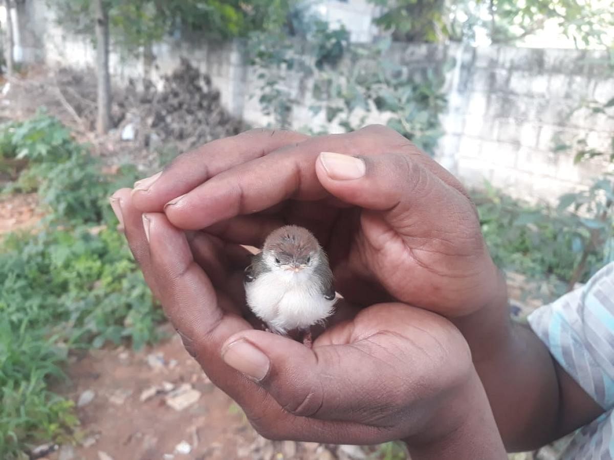 ಹೂವಿನ ಹಕ್ಕಿ