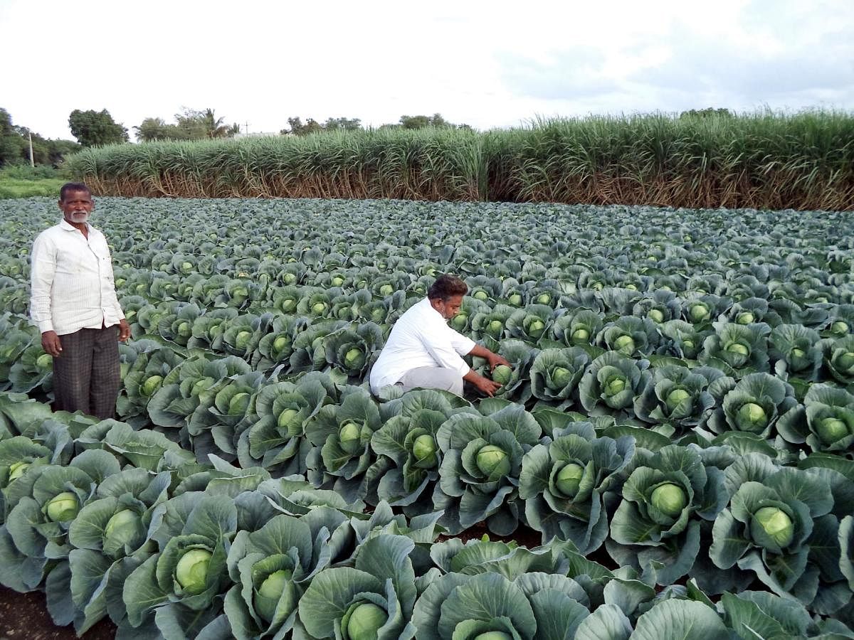 ಆಲಮೇಲ ಪಟ್ಟಣದ ಮುಕ್ತಾರ ಅಹಮದ್‌ (ಬಾಬು) ಕೊತಂಬಿರಿ ತಮ್ಮ ಹೊಲದಲ್ಲಿ ಬೆಳೆದಿರುವ ಕ್ಯಾಬೇಜ್‌