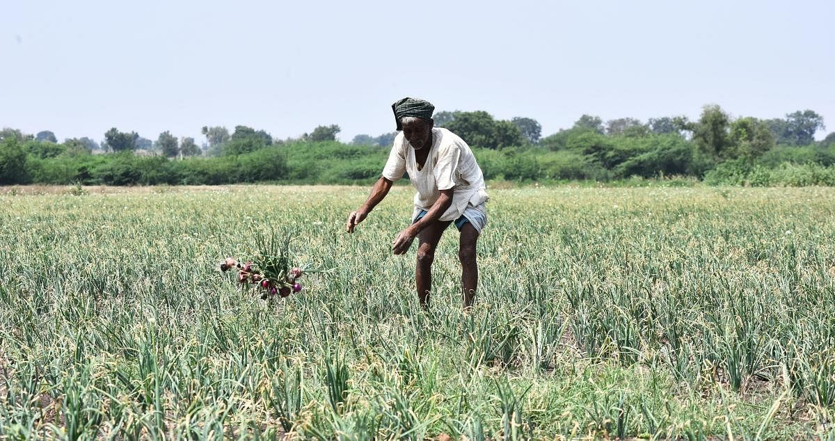 ಹುಬ್ಬಳ್ಳಿ ತಾಲ್ಲೂಕಿನ ಬ್ಯಾಹಟ್ಟಿ– ಸುಳ್ಳ ರಸ್ತೆಯ ಹೊಲದಲ್ಲಿ ರೈತ ಚೆನ್ನಪ್ಪ ಅವರು ಮಳೆ ಕೊರತೆಯಿಂದ ಸರಿಯಾಗಿ ಬೆಳವಣಿಗೆಯಾಗದ ಉಳ್ಳಾಗಡ್ಡಿಯನ್ನು ಕಿತ್ತು ಹಾಕಿದರು ಪ್ರಜಾವಾಣಿ ಚಿತ್ರ: ತಾಜುದ್ದೀನ್‌ ಆಜಾದ್‌