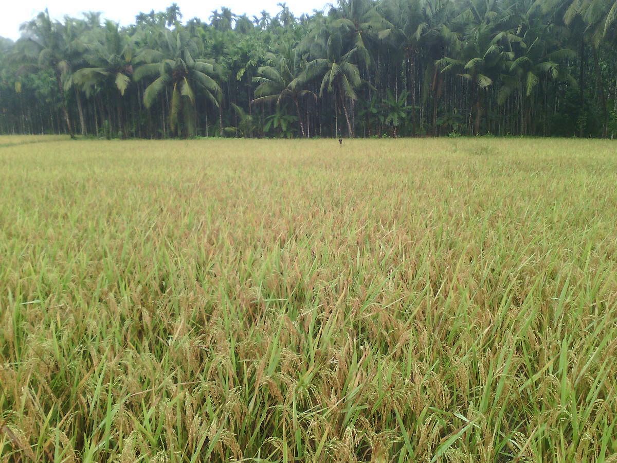 ಸಾಂದರ್ಭಿಕ ಚಿತ್ರ