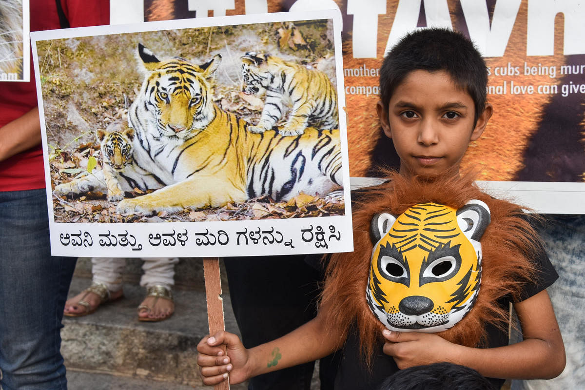 ‘ಅವನಿ’ಯನ್ನು ರಕ್ಷಿಸಿ ಎಂದು ವಿವಿಧ ಸಂಘಟನೆ ನೇತೃತ್ವದಲ್ಲಿ ಬೆಂಗಳೂರಿನ ಟೌನ್‌ಹಾಲ್ ಎದುರು ಕಳೆದ ತಿಂಗಳು ಪ್ರತಿಭಟನೆ ನಡೆದಿತ್ತು –ಪ್ರಜಾವಾಣಿ ಚಿತ್ರ