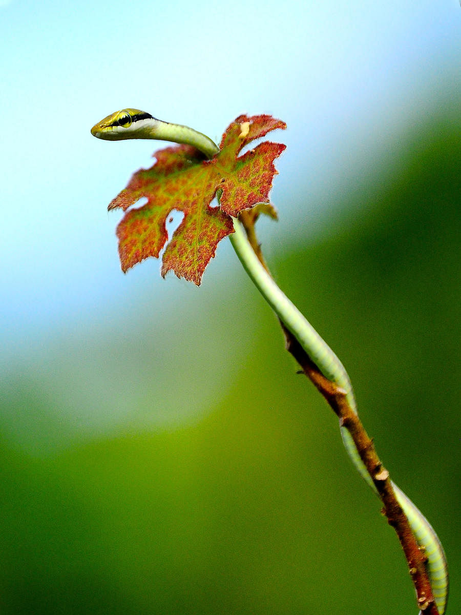 ಹಸಿರುಬಳ್ಳಿಯ ಹಾವು