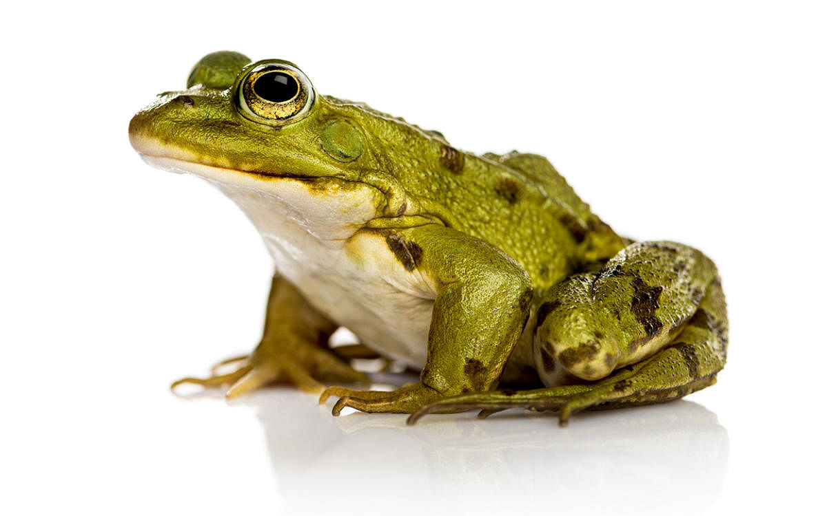 Common Water Frog in front of a white backgroundfrog1