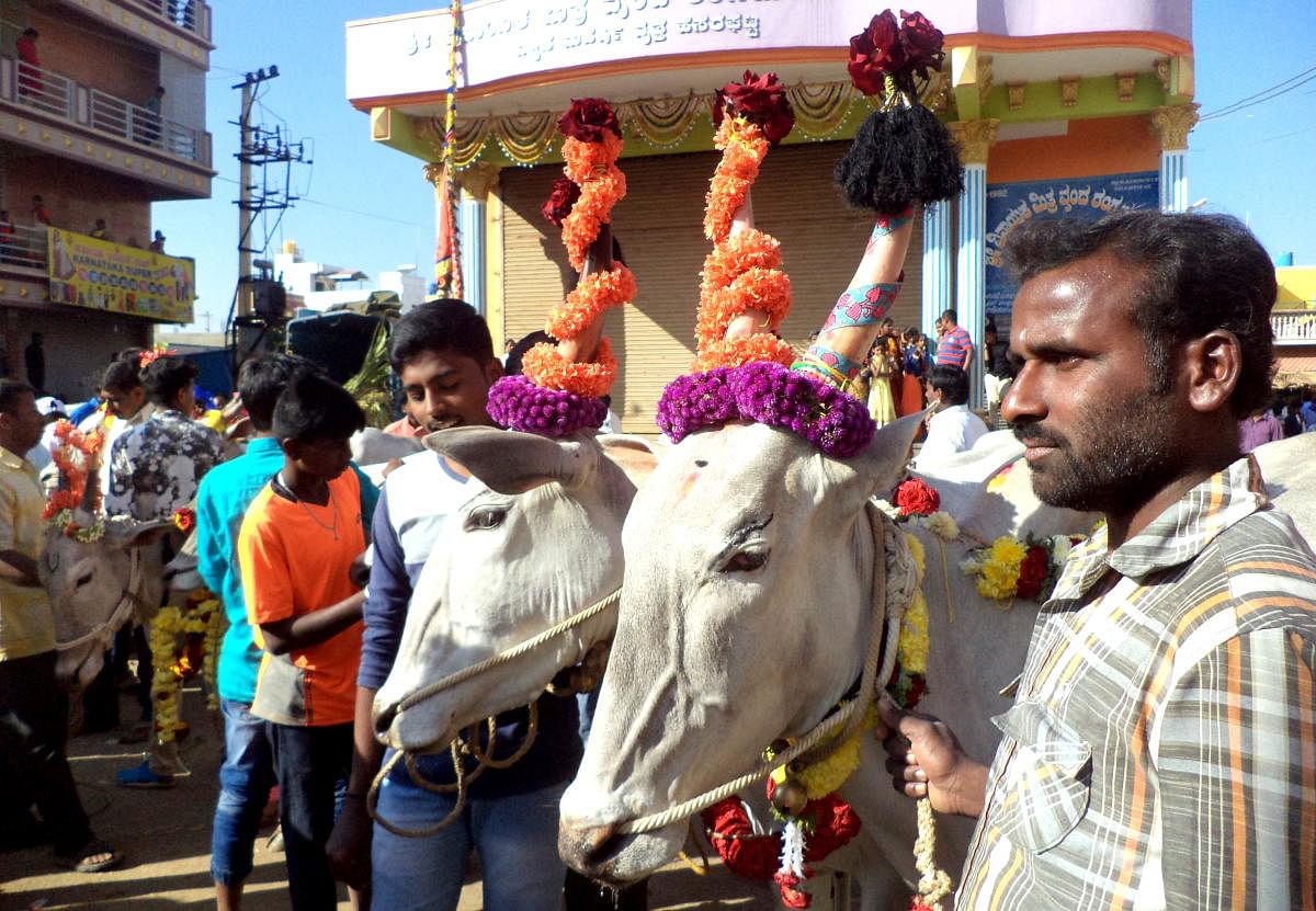 ಮೆರವಣಿಗೆಗೆ ಸಜ್ಜಾದ ಜೋಡೆತ್ತುಗಳು