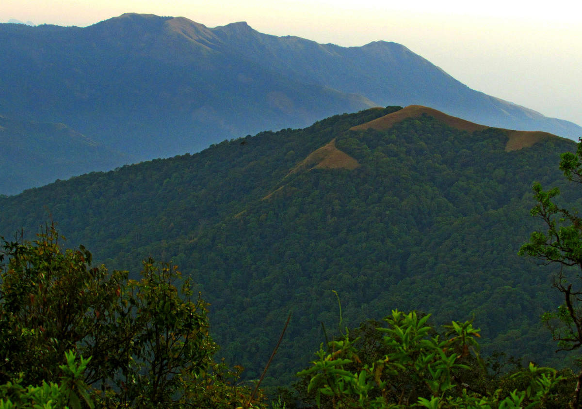 ಶಿಶಿಲಾ-ಭೈರಾಪುರ ಮಳೆಕಾಡು ಪ್ರದೇಶ