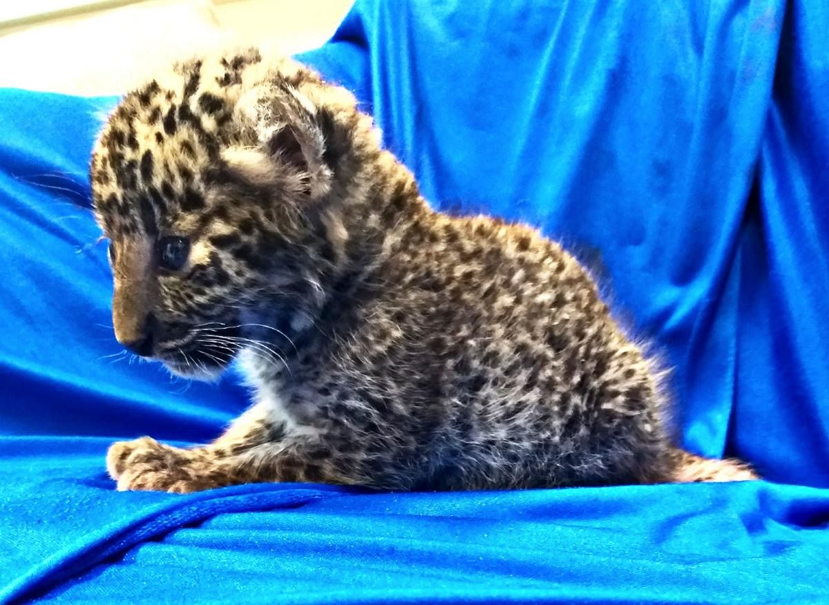 Man smuggles month-old leopard cub on plane to India