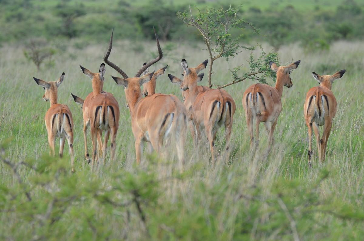 Nairobi nation park