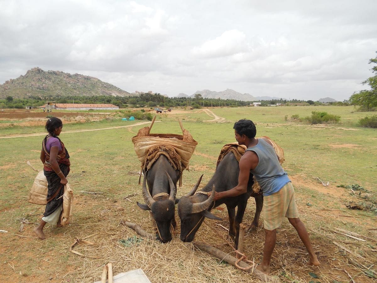 ಚಿತ್ರಗಳು: ಲೇಖಕರವು