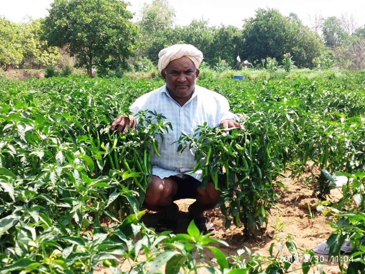 ಮೆಣಸಿನಕಾಯಿ ಹೊಲದಲ್ಲಿ ನಾರಾಯಣ ಪಾಟೀಲ