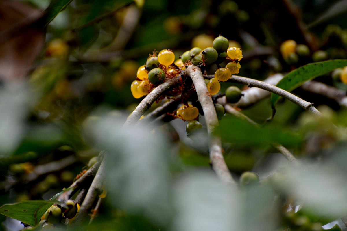 ಕಾಡುಹಣ್ಣುಗಳು