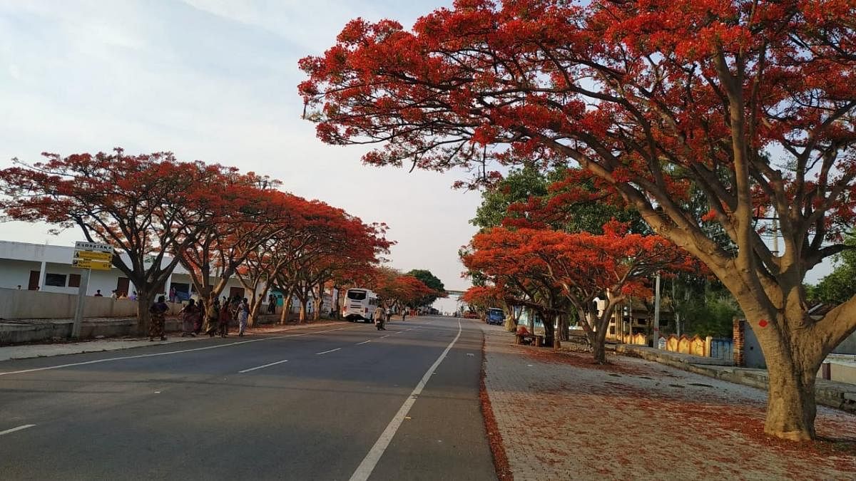 ಗುಂಡ್ಲುಪೇಟೆ ತಾಲ್ಲೂಕಿನ ಹಂಗಳ ಗ್ರಾಮದಲ್ಲಿ ರಸ್ತೆಯ ಎರಡೂ ಬದಿಗಳಲ್ಲಿ ಗುಲ್‍ಮೊಹರ್ ಮರಗಳು ಕೆಂಬಣ್ಣದ ಹೂಗಳನ್ನು ಬಿಟ್ಟು ನೋಡುಗರ ಕಣ್ಮನ ಸೆಳೆಯುತ್ತಿವೆ