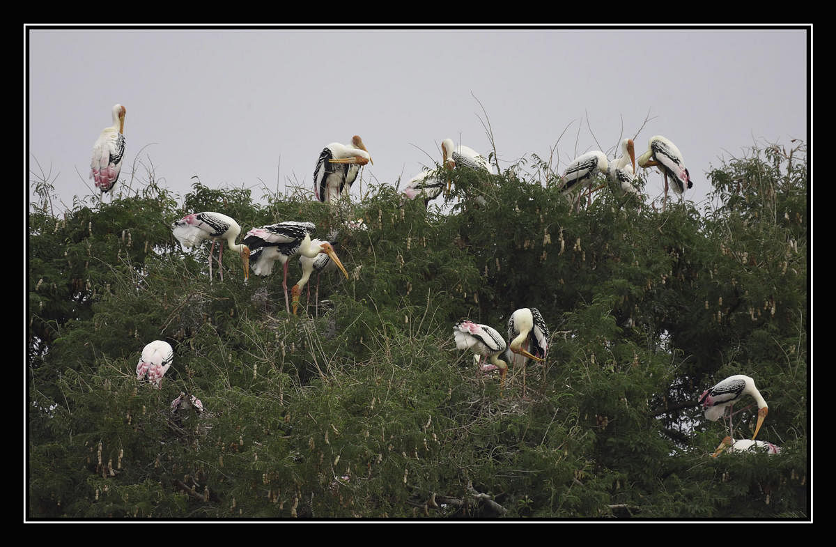 ಕಳೆದ ವರ್ಷ ಕಗ್ಗಲಡುಗೆ ಬಂದ ವಿದೇಶಿ ಪಕ್ಷಿಗಳು