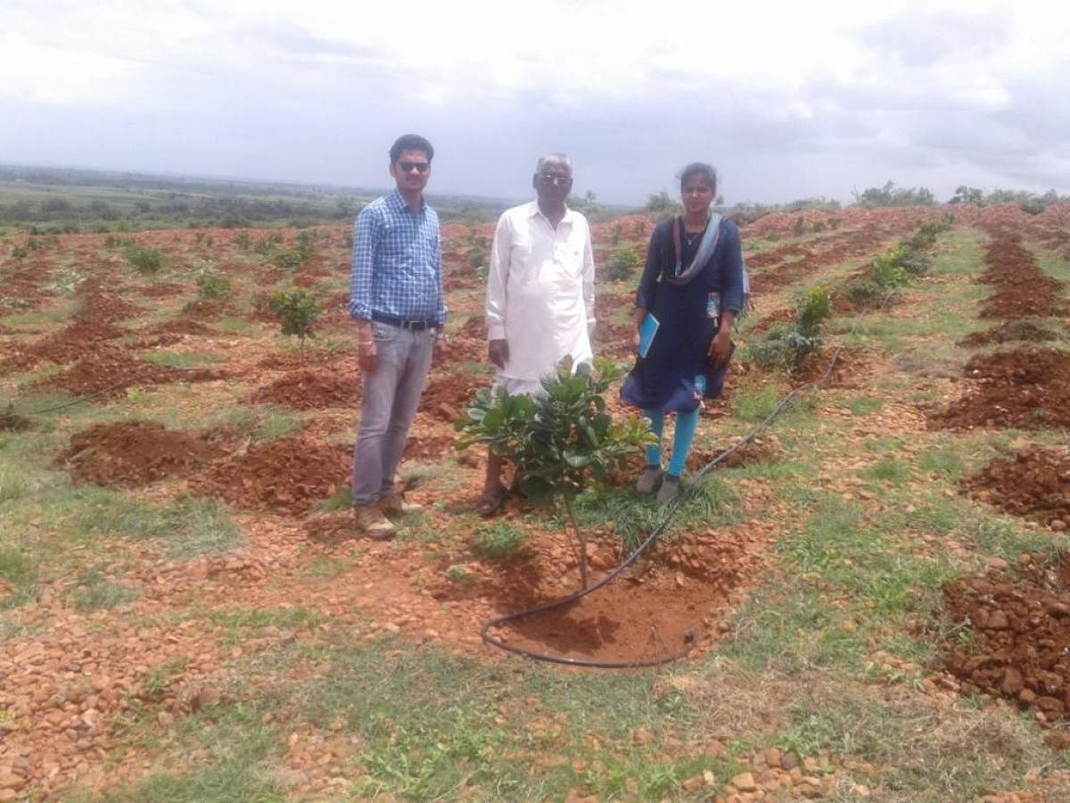 ಬೀಳಗಿ ತಾಲ್ಲೂಕಿನ ಮನ್ನಿಕೇರಿಯ ಭೀಮಪ್ಪ ಮೊಕಾಶಿ ಅವರ ಹೊಲದಲ್ಲಿ ಗೇರು ಬೆಳೆ