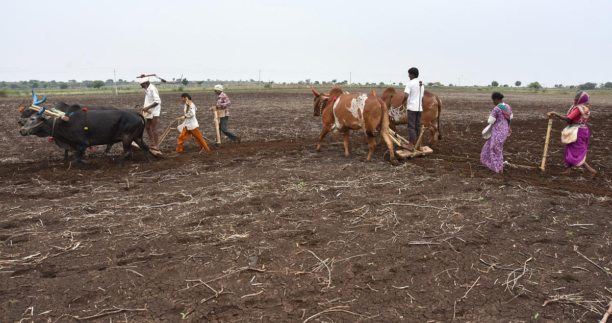 Farmers tilling the agricture field in a brisk pace following monsoon at Agaraga in Kalaburgi Taluk on Wednesday. - PHOTO / PRASHANTH H G
