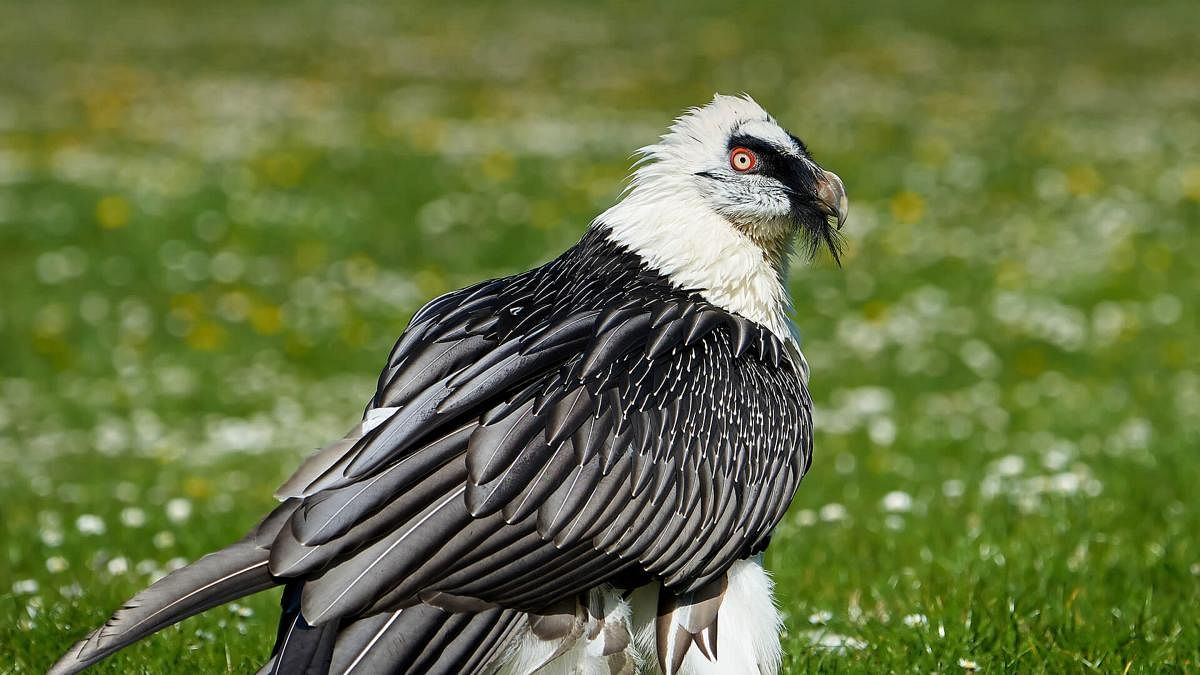 vulture 