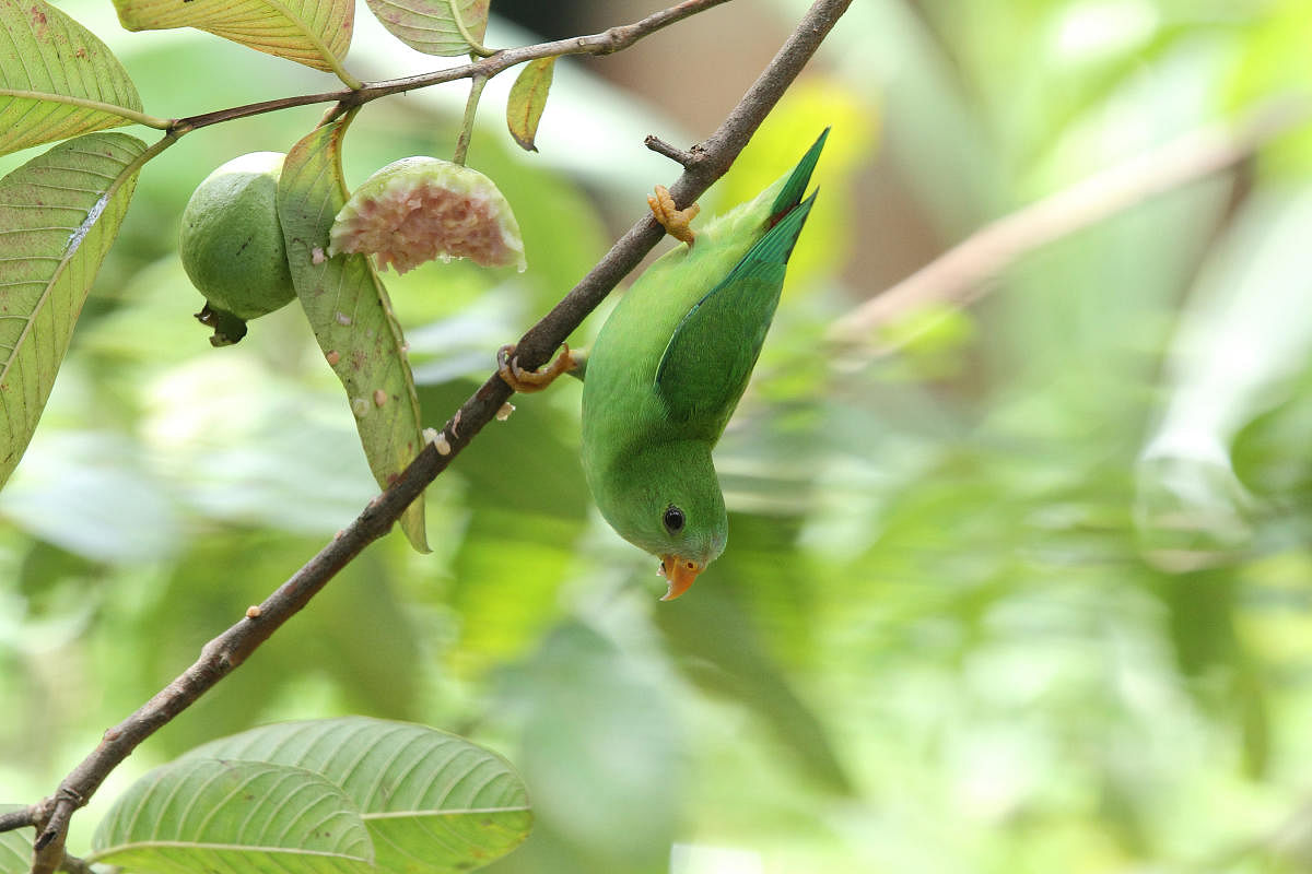 ಚಿಟ್ಟುಗಿಳಿ