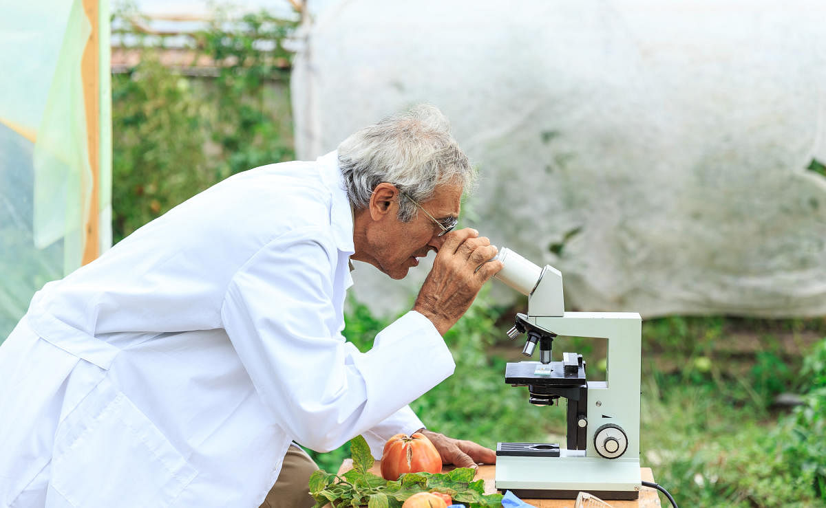 Mature agronomist observing vegetables in greenhouse